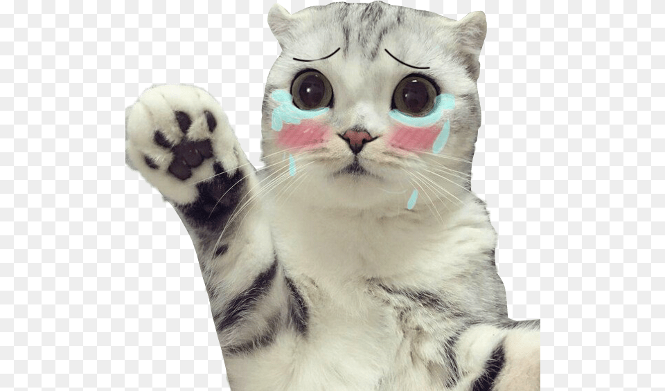 Cat Cry Crycat Sad Sadcat Sad Crying Cat, Electronics, Hardware, Animal, Mammal Png Image