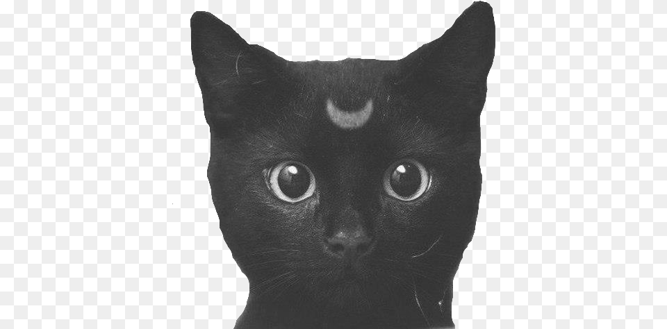 Cat Cute Black And White My Edit Personal Moon Edit Black Cat, Animal, Mammal, Pet, Black Cat Png