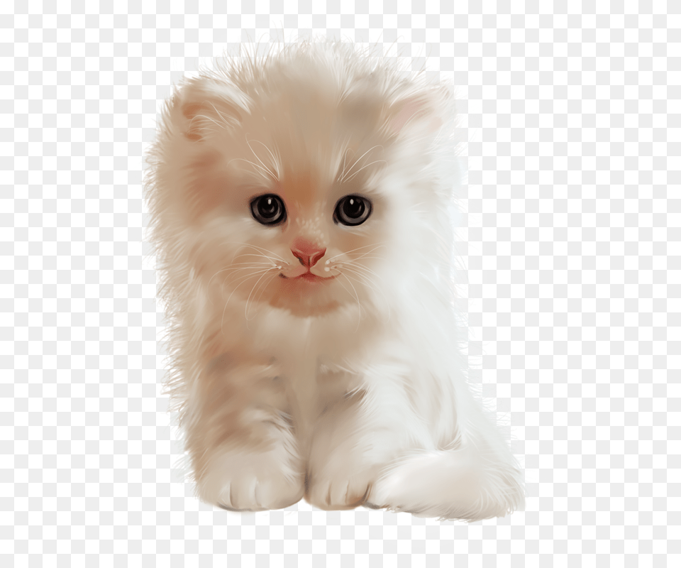 Cat Cute Cats Dog Cat Kitten Kawaii Cat Cat, Angora, Animal, Mammal, Pet Free Transparent Png