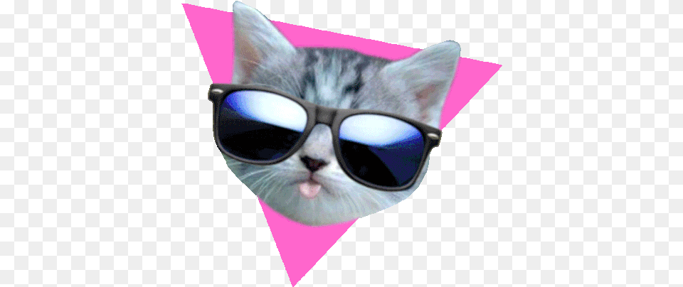 Cat Cute Gif Cat Cute Sideeye Discover U0026 Share Gifs Cat Face Transparent Gif, Accessories, Glasses, Sunglasses, Clothing Png Image