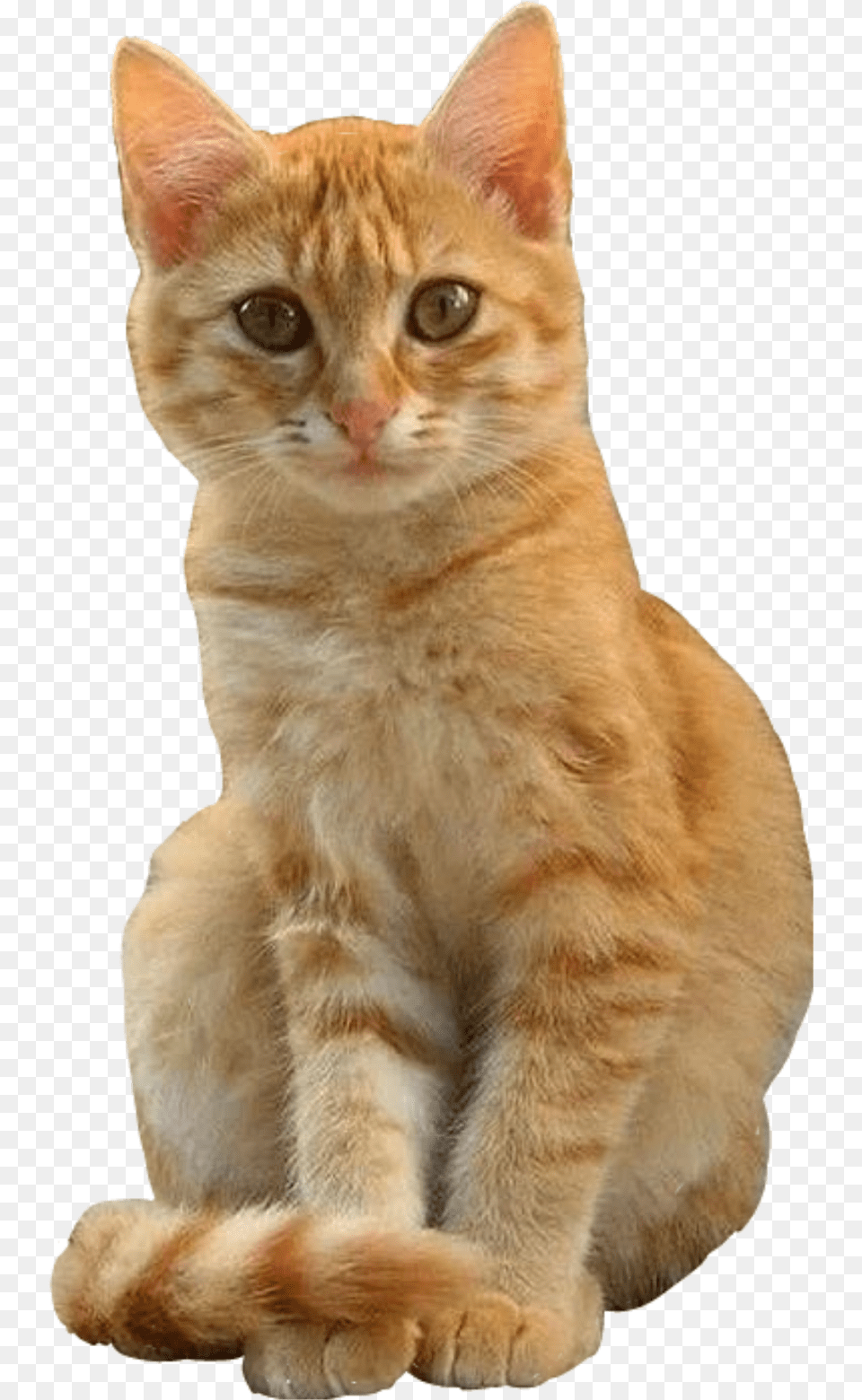 Cat Cutout Ginger Orange Sitting Freetoeditnot Gatti Arancioni E Bianchi, Abyssinian, Animal, Mammal, Pet Png