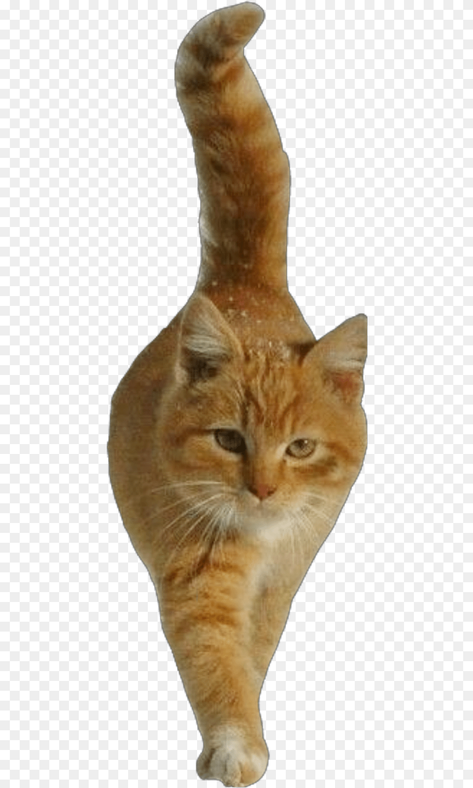 Cat Cutout Ginger Orange Walking Freetoeditnot Domestic Short Haired Cat, Abyssinian, Animal, Mammal, Pet Png Image