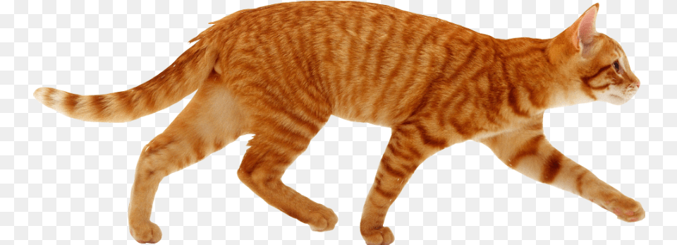 Cat Cutout Ginger Red Tabby Walking Not Freetoedit Cat Running, Animal, Mammal, Manx, Pet Free Png Download