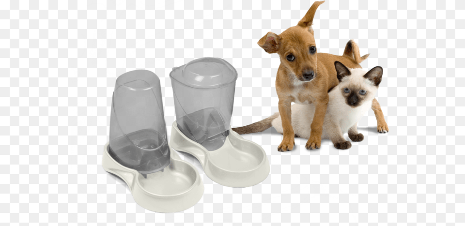 Cat Dog Autowater Boarding Dog And Cat Together, Cup, Animal, Pet, Mammal Png Image