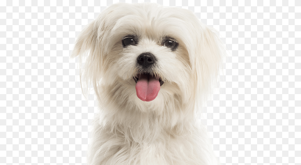 Cat Dog Deep Learning, Animal, Canine, Mammal, Pet Png