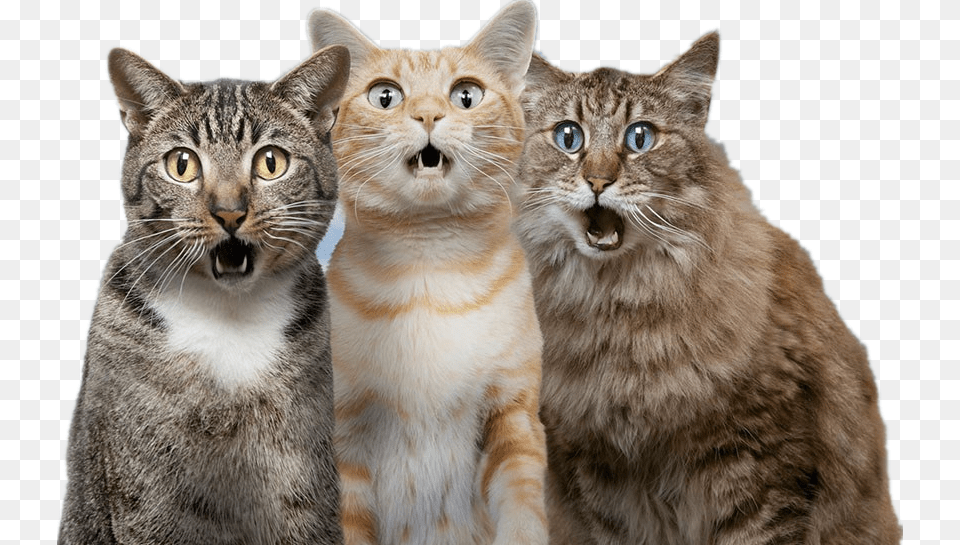 Cat Dog Pet Surprised Cat And Dog, Animal, Mammal, Manx Free Png