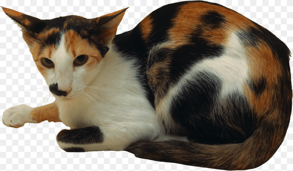 Cat Domestic Short Haired Cat Png