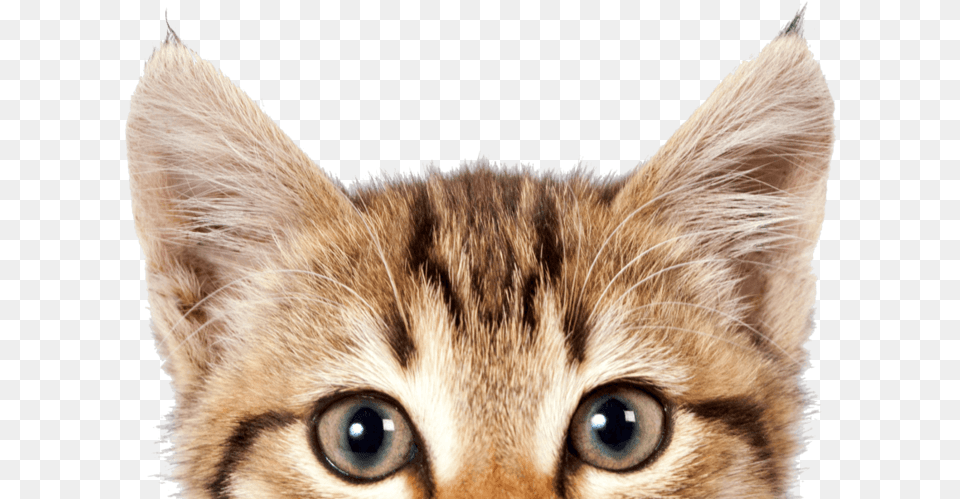 Cat Image With Transparent Background International Cat Day 2019, Animal, Kitten, Mammal, Pet Free Png Download