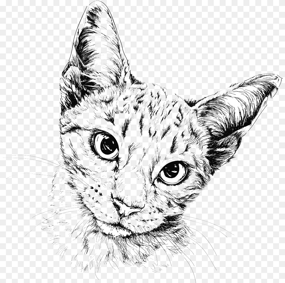Cat Drawing Painting Illustration Cat Drawing Transparent Background, Art, Animal, Mammal, Pet Free Png Download