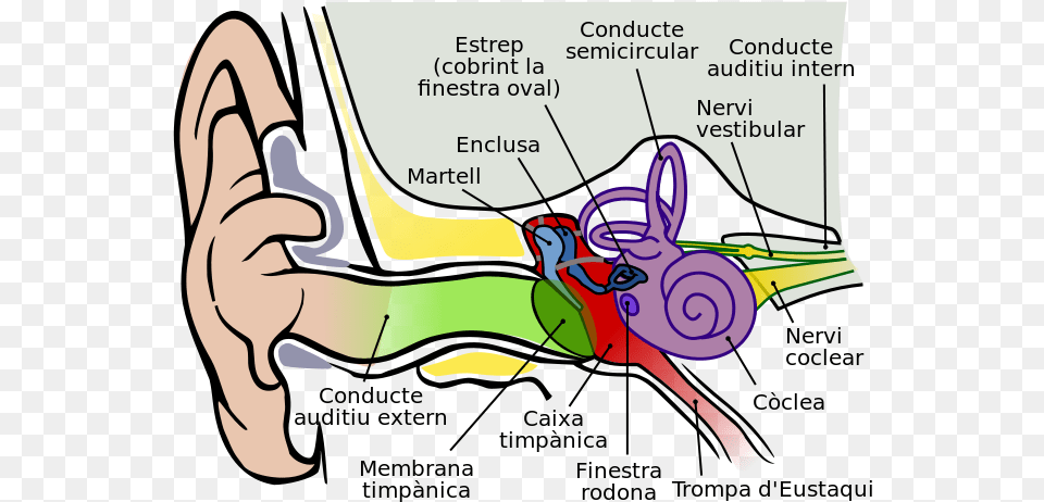 Cat Ear Anatomy, Book, Comics, Publication, Massage Free Png