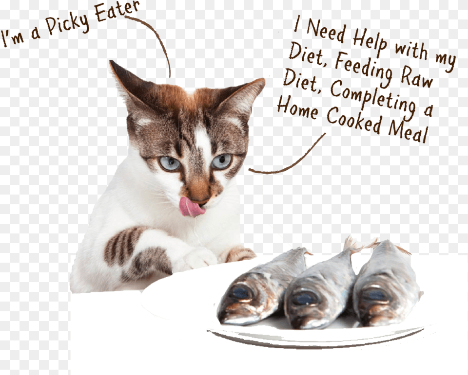 Cat Eat Fish Cat And Their Food, Animal, Mammal, Pet, Sea Life Free Png Download