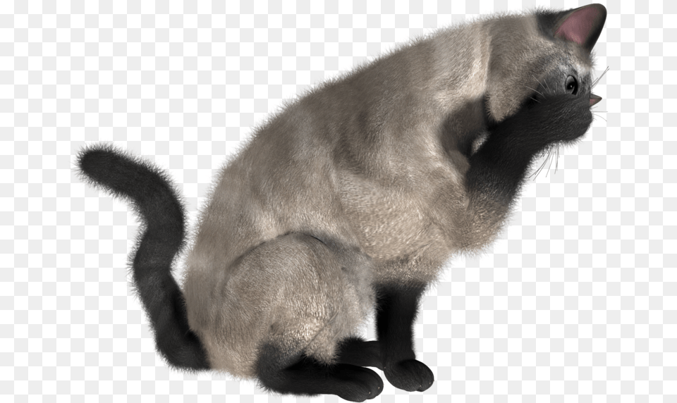 Cat Eating Cat High Res Transparent, Animal, Mammal, Pet Png