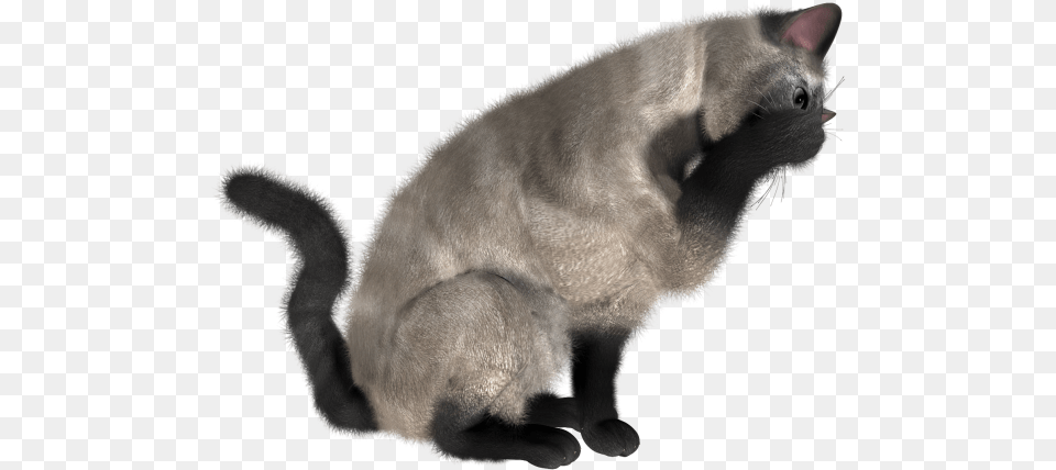 Cat Eating Hd Cat, Animal, Mammal, Pet Png