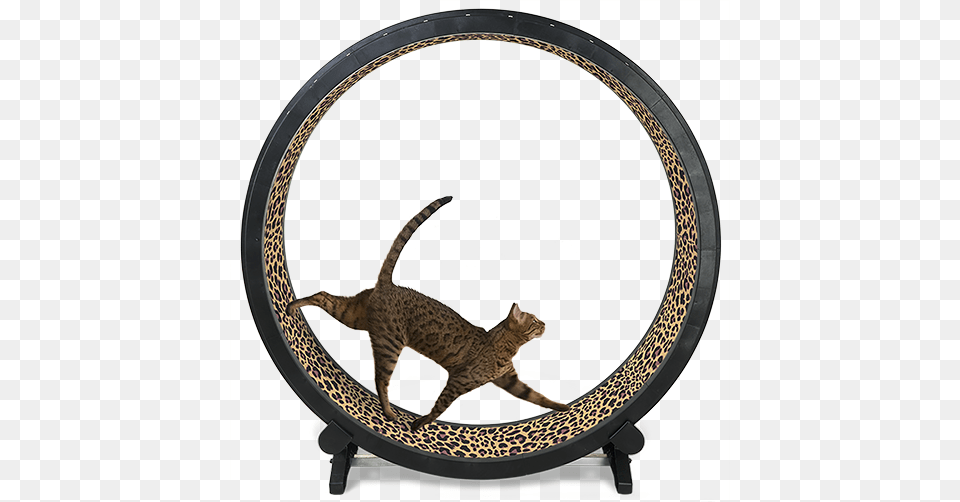 Cat Exercise Wheel Cat Exercise Wheel Black, Animal, Mammal, Pet Png Image