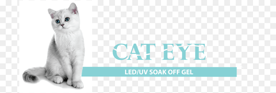 Cat Eye Flyer, Angora, Animal, Mammal, Pet Free Png Download
