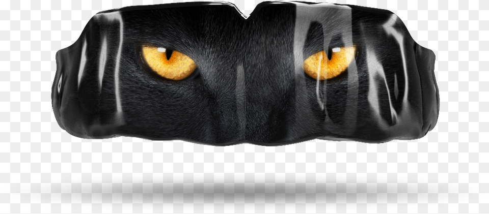Cat Eyes Black Cat, Animal, Mammal, Pet, Black Cat Free Transparent Png
