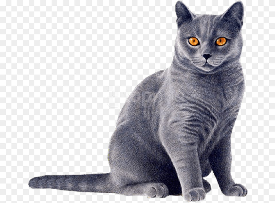 Cat Eyes Gray Cat, Animal, Mammal, Pet Free Png Download