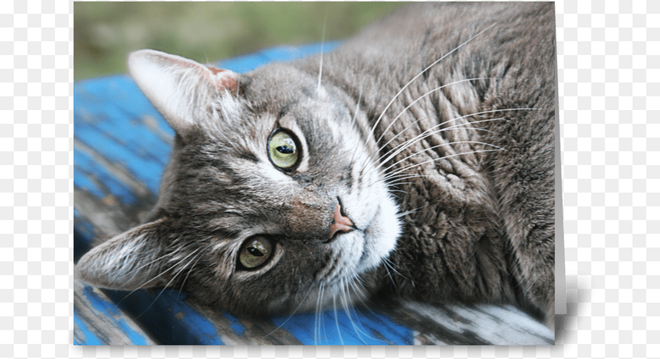 Cat Eyes Greeting Card Tabby Cat, Abyssinian, Animal, Mammal, Manx Free Png
