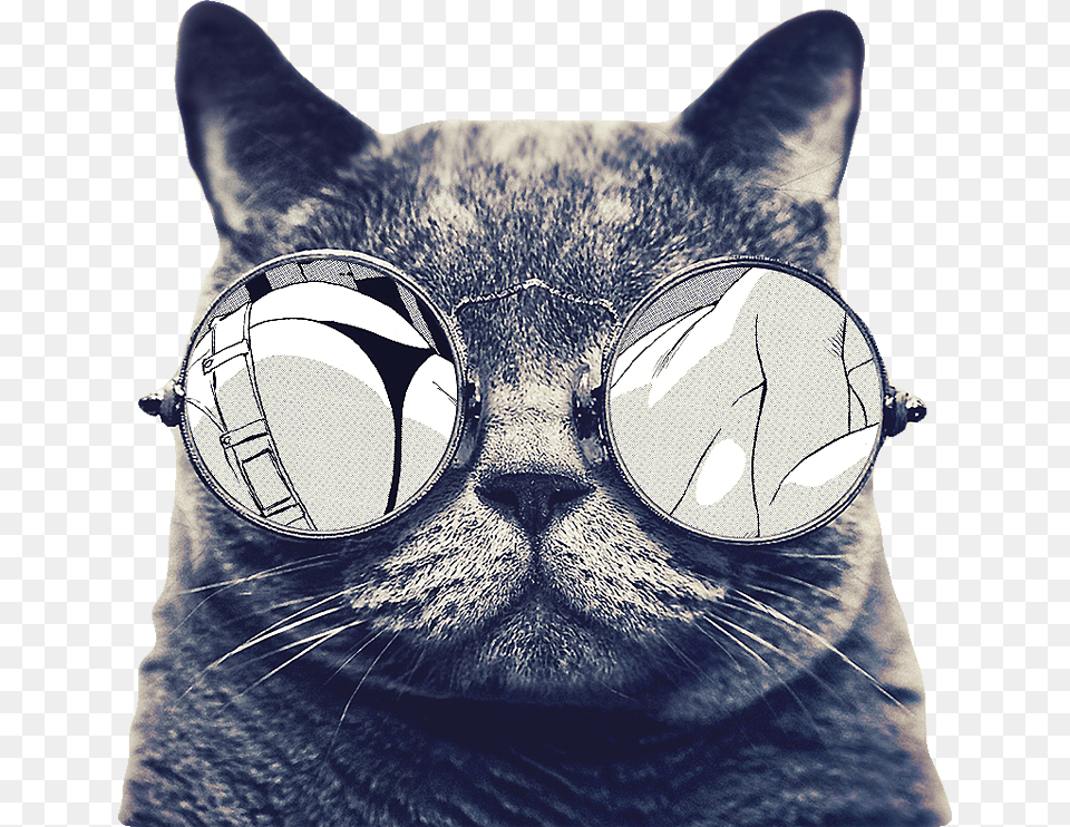 Cat Face, Accessories, Glasses, Goggles, Sunglasses Free Transparent Png