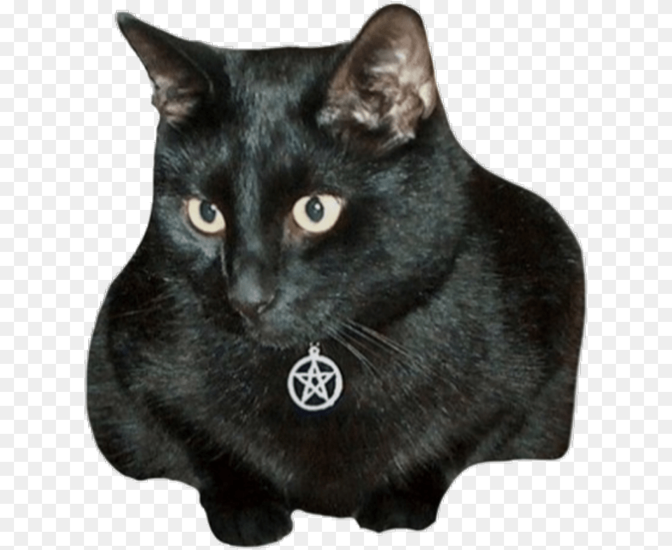 Cat Familiar Dampd, Animal, Mammal, Pet, Black Cat Png