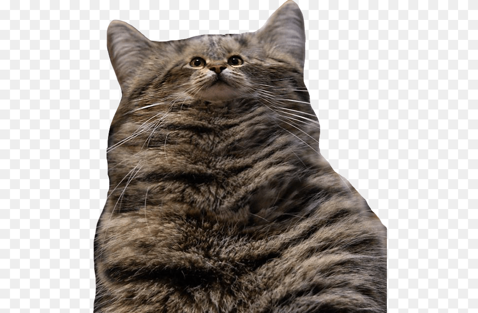 Cat Fatcat Tinyface Funny Cat Animal Fluffy Soft Cute Cat With Small Faces, Mammal, Manx, Pet Png Image