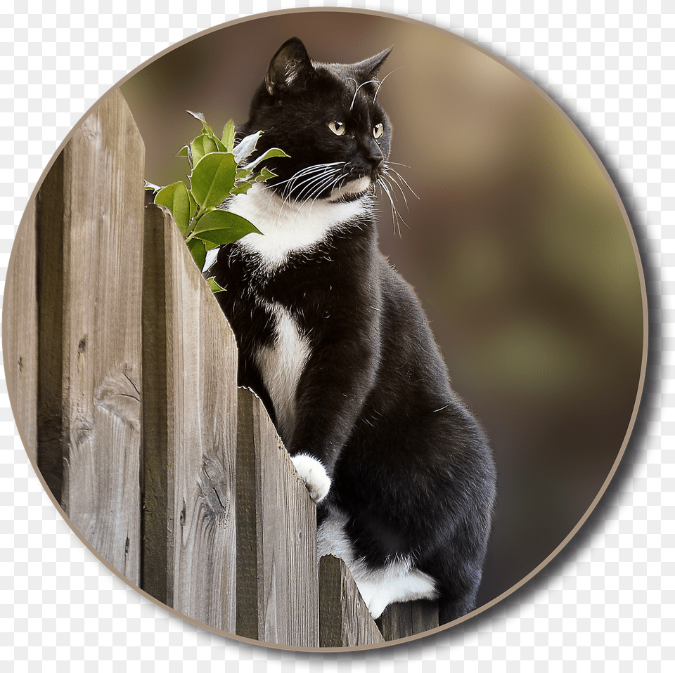 Cat Fence Garden Domestic Short Haired Cat, Animal, Mammal, Pet, Manx Png Image
