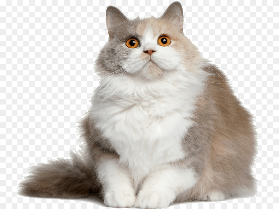 Cat File British Semi Longhair Cat, Angora, Animal, Mammal, Pet Free Transparent Png