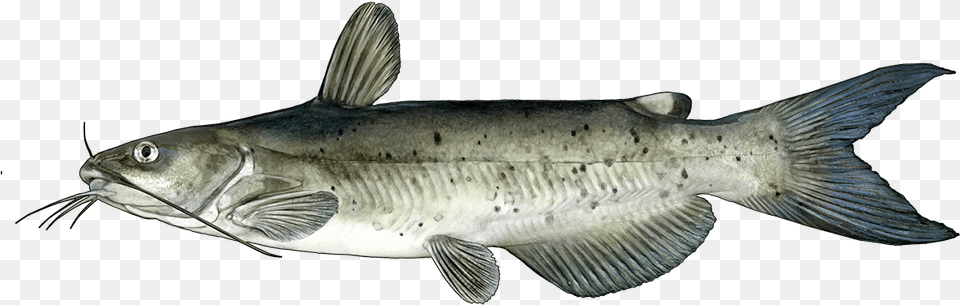 Cat Fish, Animal, Sea Life, Cod Free Png Download