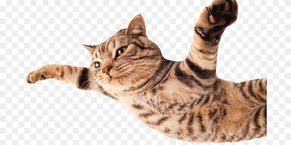 Cat Flying800png Funny Cats White Background, Animal, Mammal, Pet, Manx Png