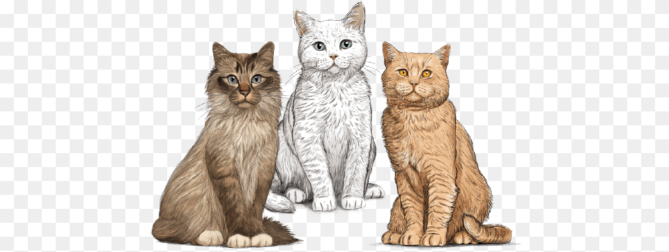 Cat Food Gosbi Gato, Animal, Mammal, Manx, Pet Png Image