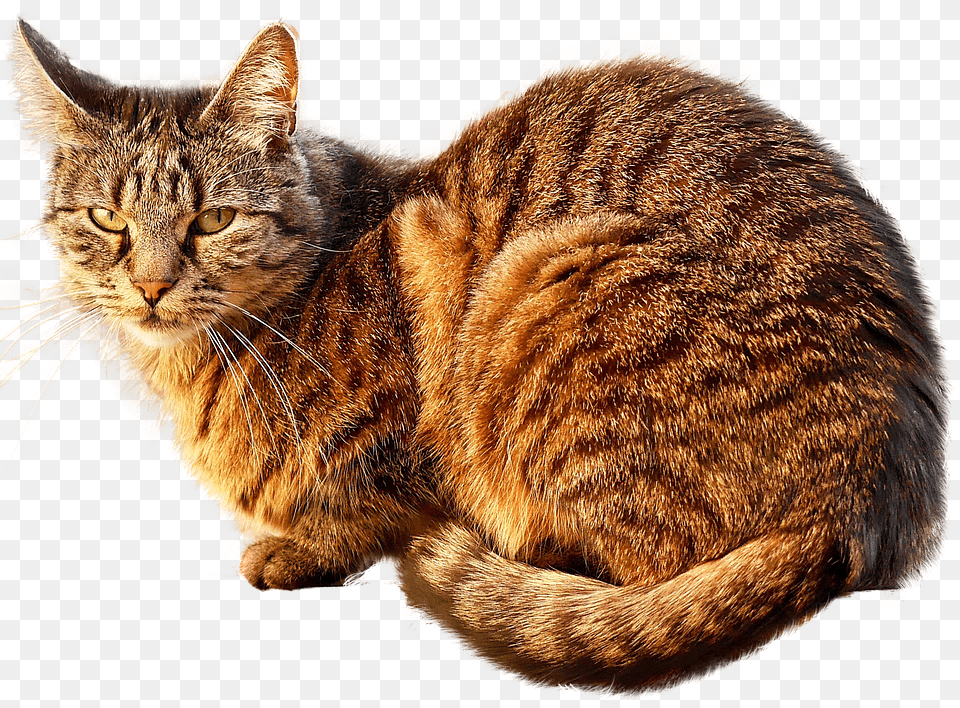 Cat Animal, Mammal, Manx, Pet Free Png Download