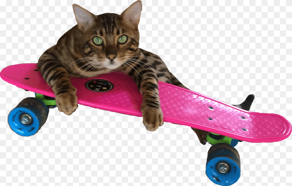 Cat Funny Funnycat Funnysticker Pennyboard Catonskateboard Longboard, Skateboard, Animal, Mammal, Pet Free Transparent Png