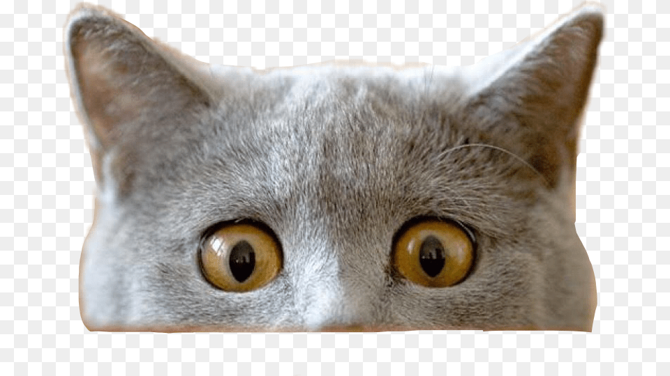 Cat Funnycat Peeking Peekaboo Freetoedit Cat Peeking Over, Animal, Mammal, Pet, Abyssinian Free Png