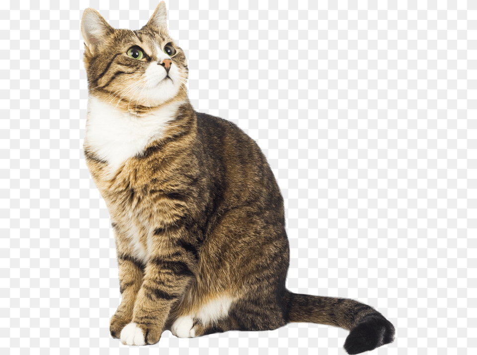 Cat Gato Chat Katze Kucing Sitting Tabby Overlay Swedish Be Like Meme, Animal, Mammal, Manx, Pet Png