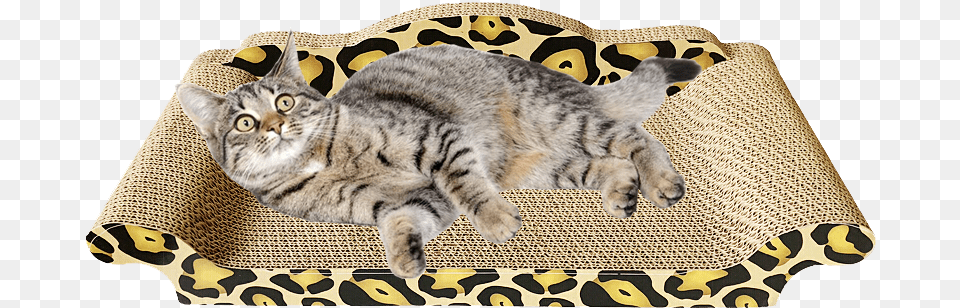 Cat Grab Board Pet Cat Toy Cat Sofa Cat Nest Corrugated Dragon Li, Animal, Mammal Png