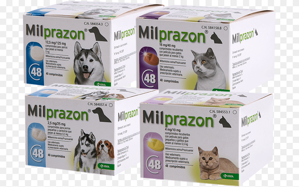 Cat Grabs Treat, Box, Animal, Canine, Dog Png