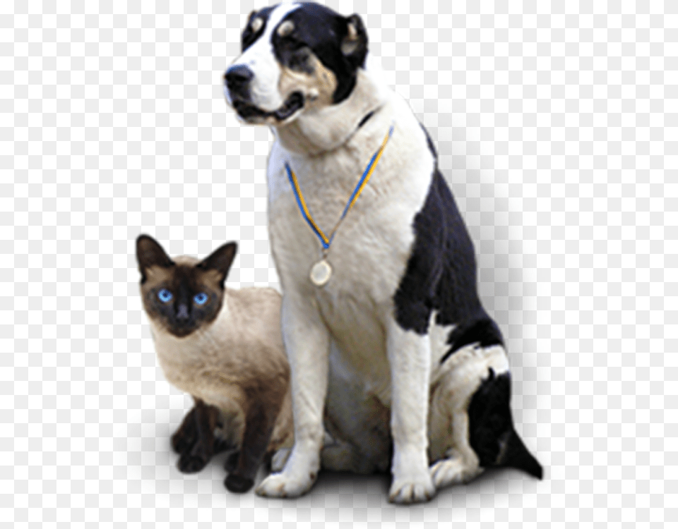 Cat Grabs Treat, Accessories, Strap, Animal, Canine Png