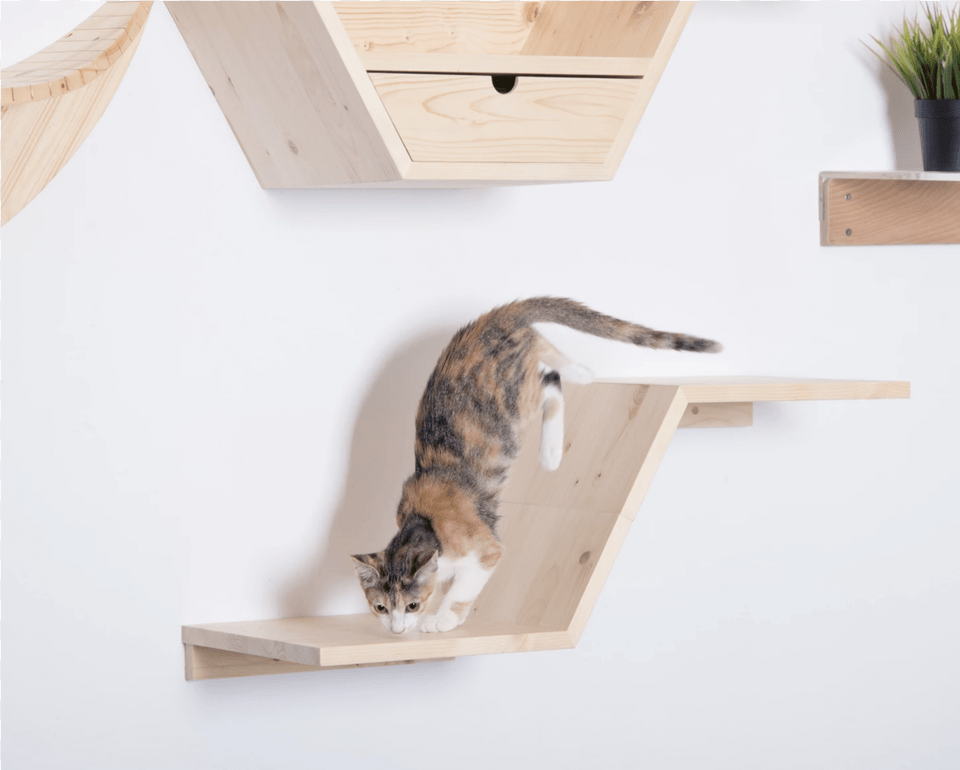 Cat Grabs Treat, Wood, Plywood, Shelf, Interior Design Free Png