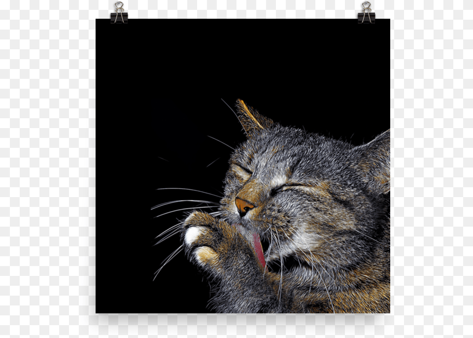 Cat Grabs Treat, Body Part, Mouth, Person, Animal Png