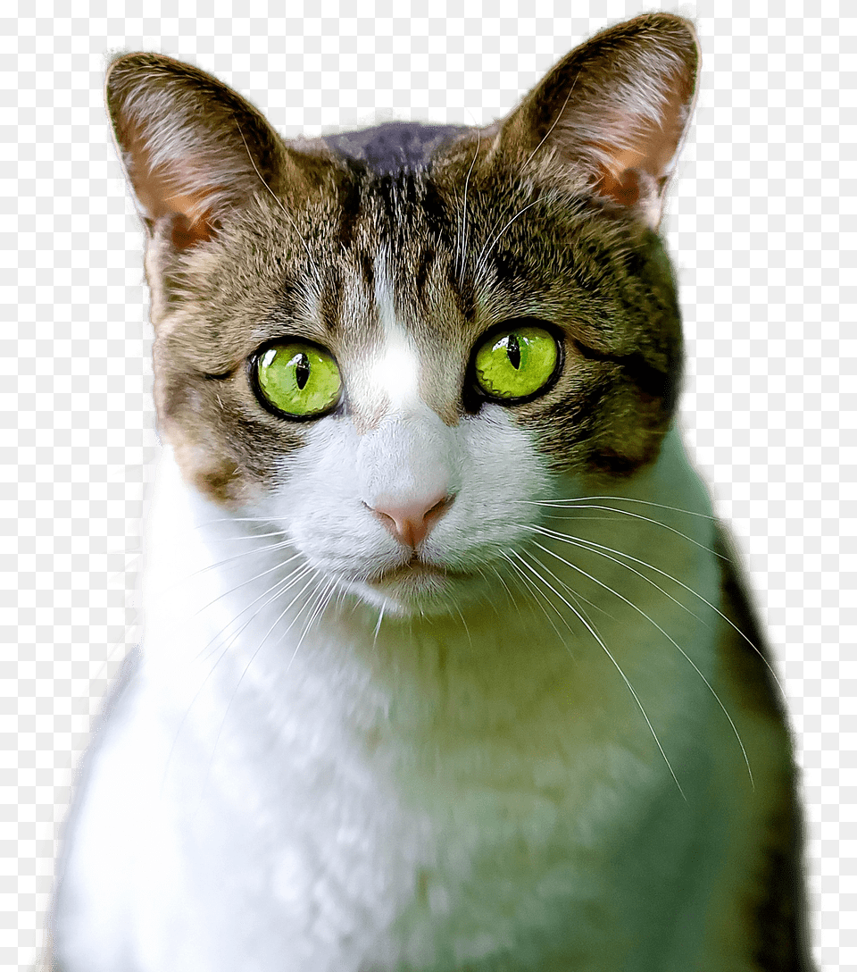 Cat Green Eyes, Abyssinian, Animal, Mammal, Pet Free Png Download