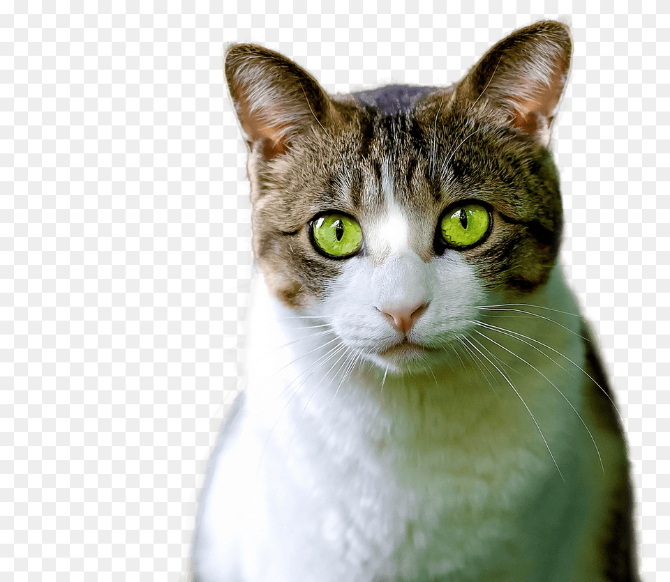 Cat Green Eyes, Abyssinian, Animal, Mammal, Pet Png Image