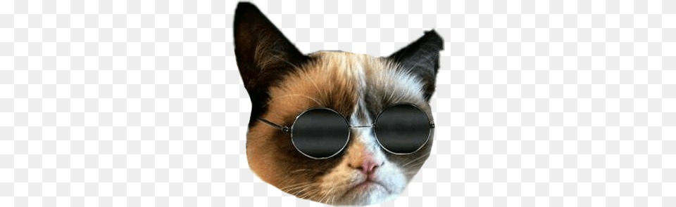 Cat Grummpycat Memes Momo Grumpy Cat With Smile, Accessories, Glasses, Sunglasses, Goggles Png Image