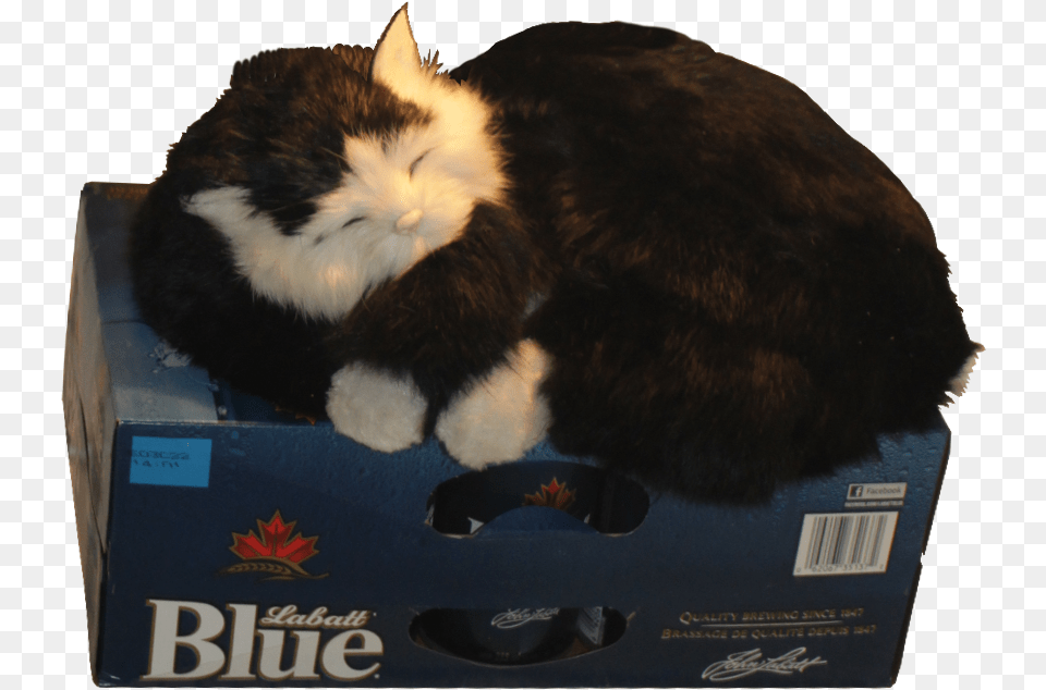 Cat Guarding The Beer Fridge Alpha Box Wine, Animal, Mammal, Pet, Cardboard Png Image