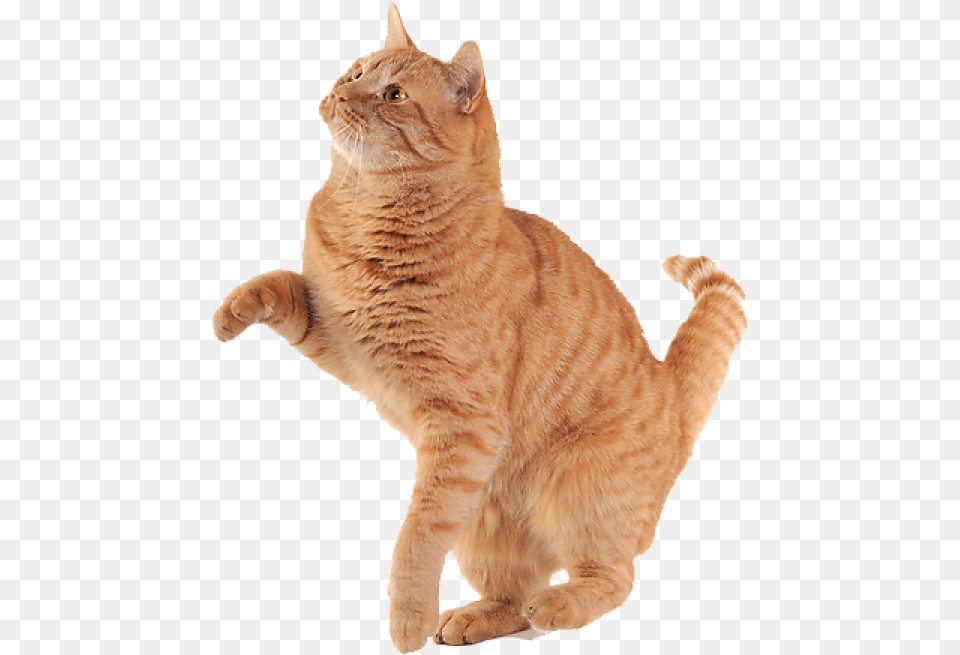 Cat Hand Shake Background Ginger Cat, Animal, Mammal, Manx, Pet Free Transparent Png
