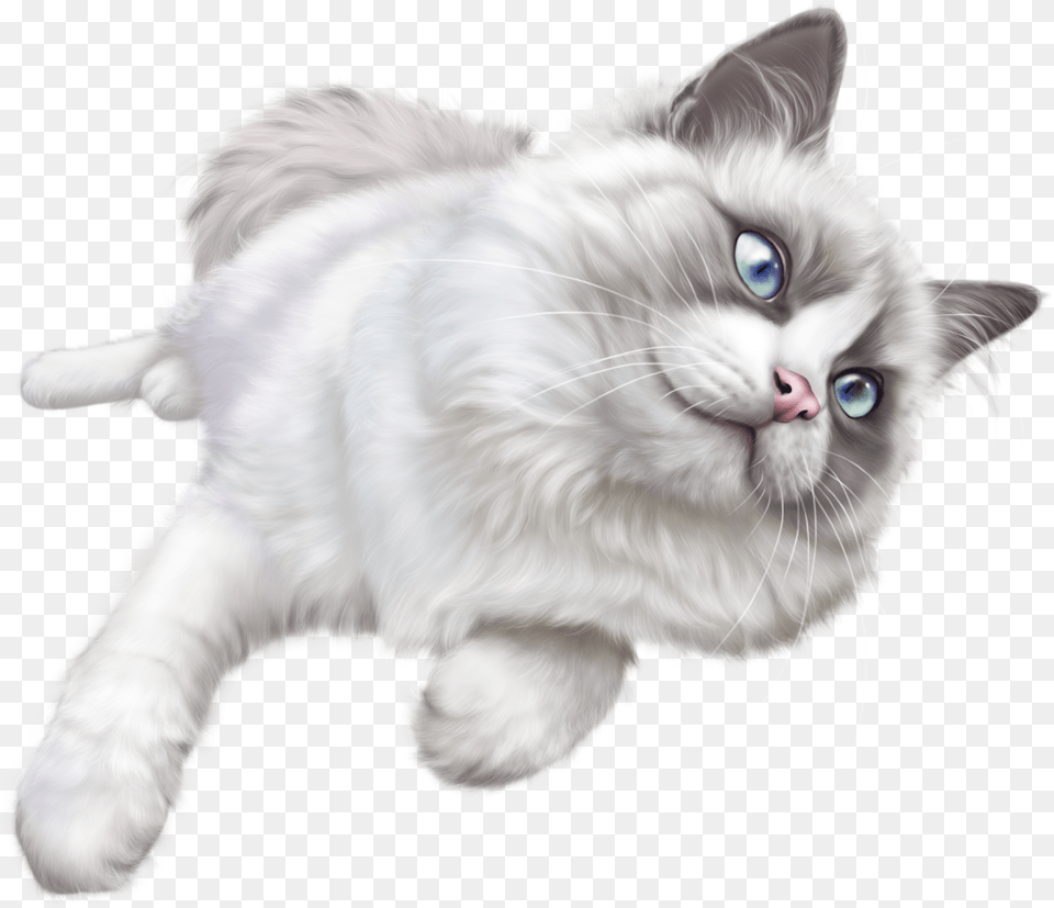 Cat Hd White Cat, Angora, Animal, Mammal, Pet Free Png Download