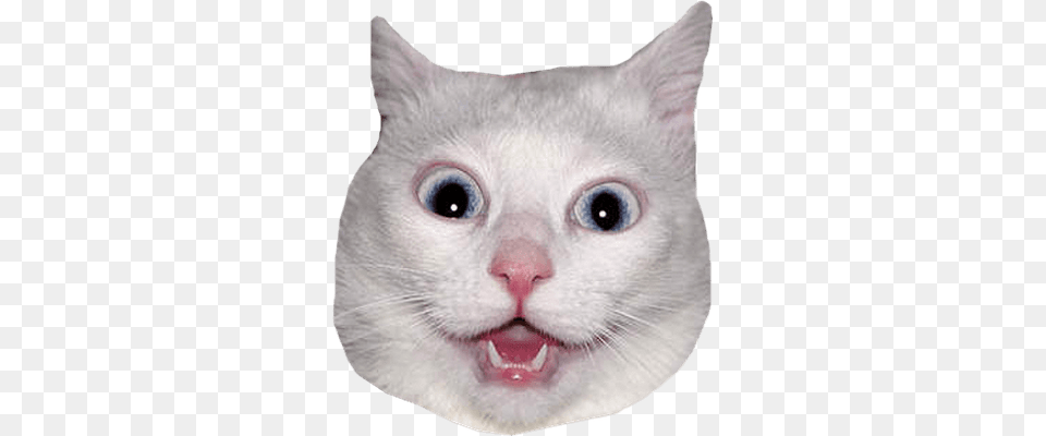 Cat Head, Animal, Mammal, Pet, Angora Png