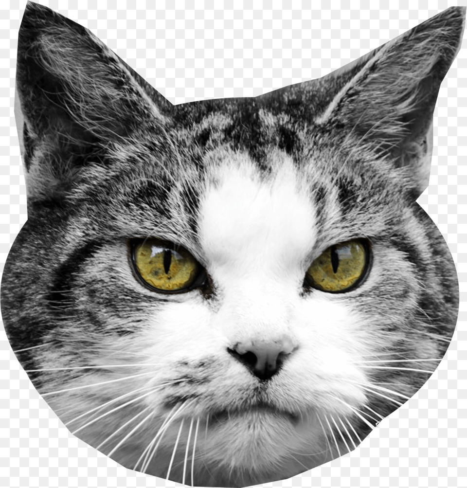 Cat Head Cutout, Animal, Mammal, Manx, Pet Png