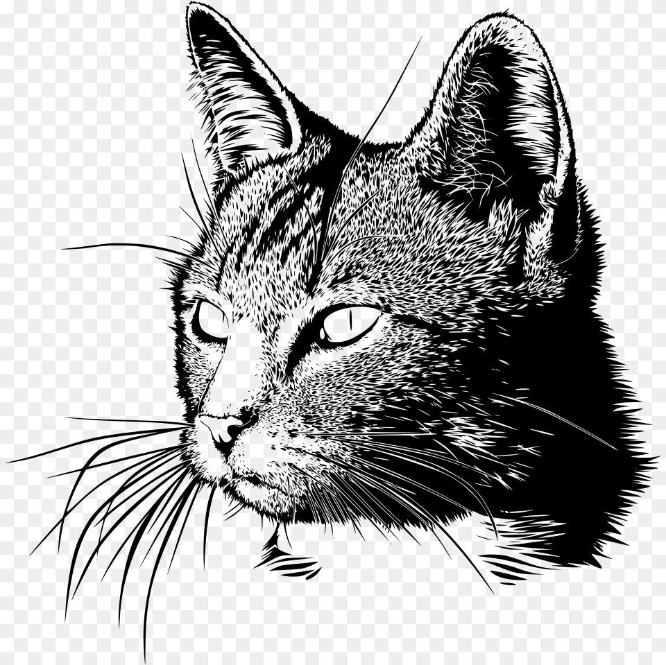 Cat Head Drawing Black And White Cat Drawing, Gray Png Image