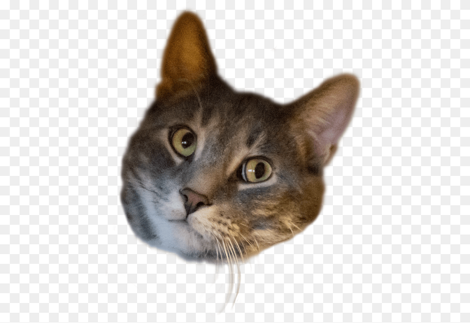 Cat Head Transparent Background, Abyssinian, Animal, Mammal, Pet Png