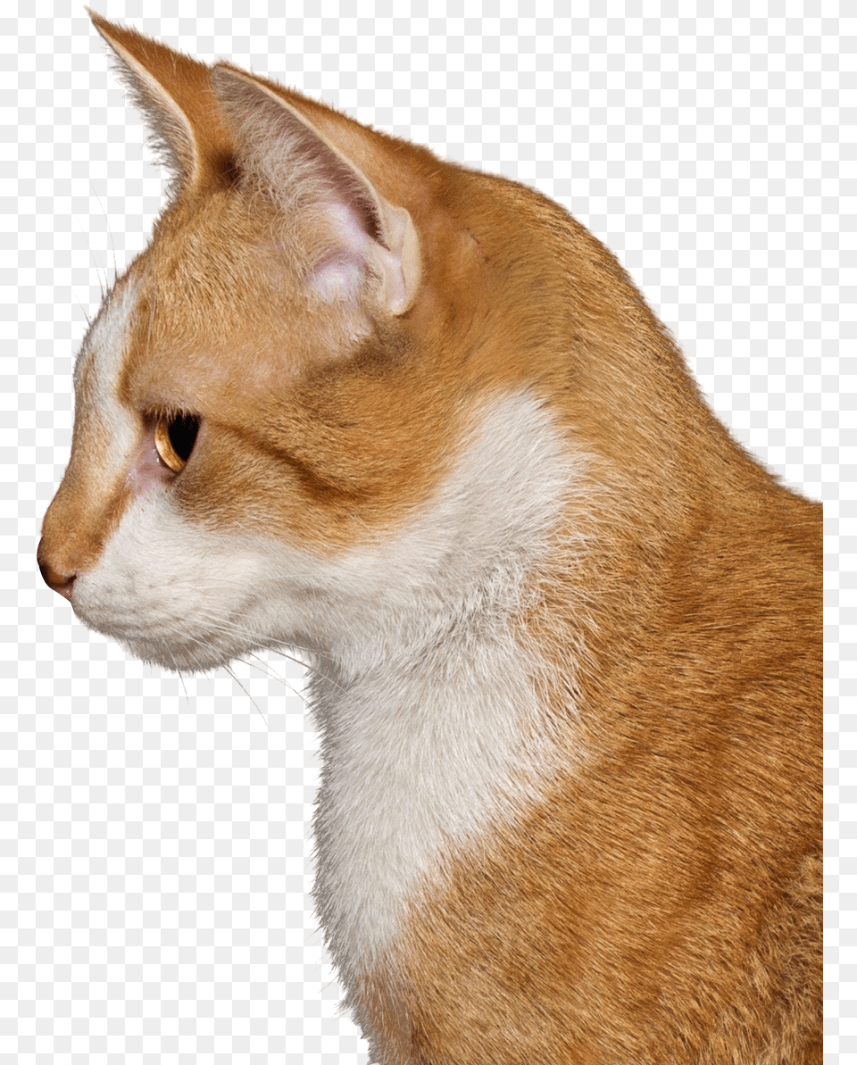 Cat Head Transparent Background, Abyssinian, Animal, Mammal, Pet Free Png Download